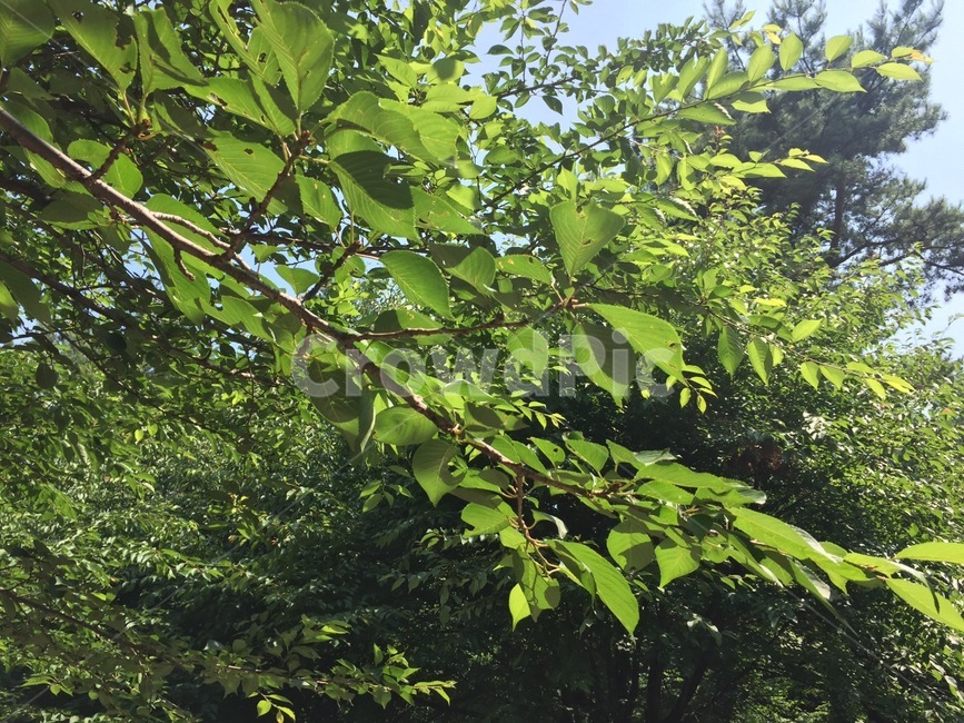 나뭇잎,나무,자연,숲,나뭇가지,식물,자연,plants,nature