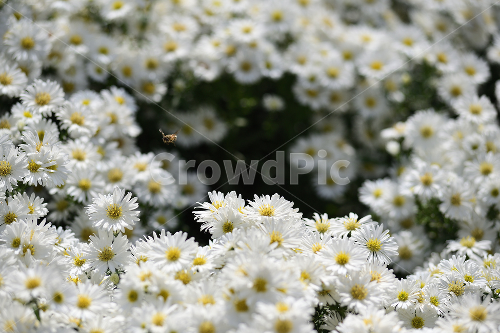 국화,벌,꽃,식물,가을꽃,식물,자연,plants,nature,꽃,flower