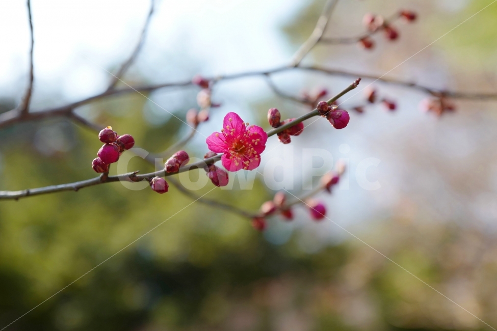 홍매화,봄,봄꽃,꽃,새싹,봄,계절,spring,season,식물,자연,plants,nature,꽃,flower,plant