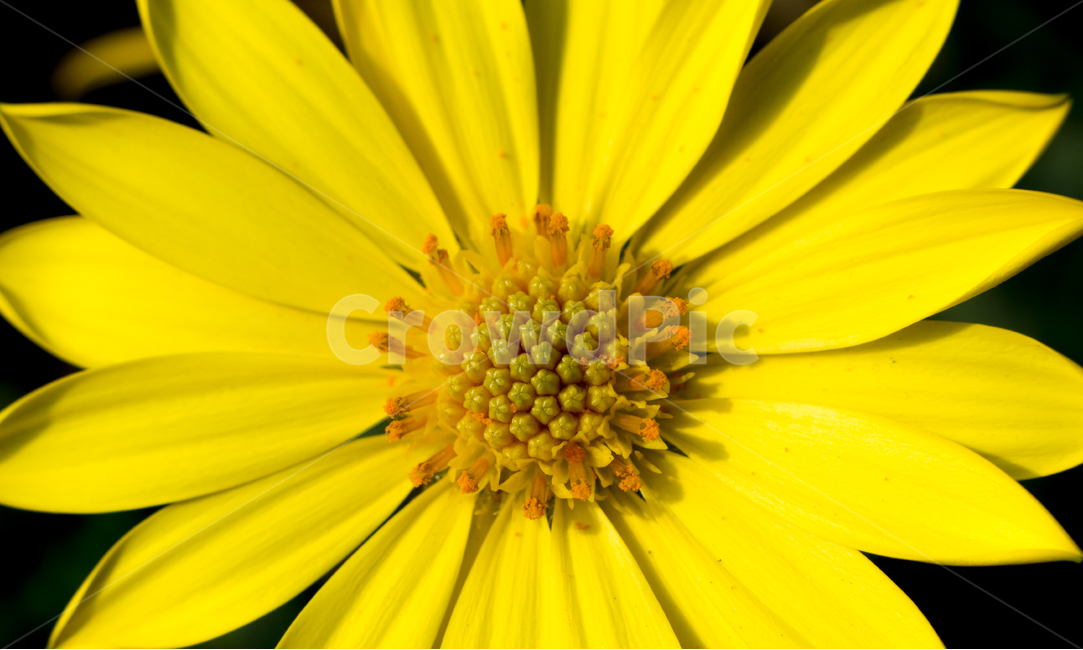 봄,봄꽃,꽃,자연,꽃잎,꽃송이,macro,closeup,접사,근접사,봄,계절,spring,season,식물,자연,plants,nature,꽃,flower,plant,daisy,데이지,daisies,blossom