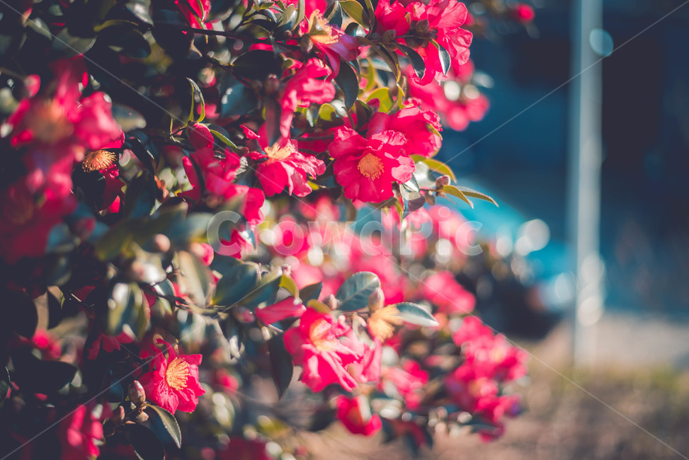 plant,식물,flower,꽃,petal,꽃잎,leaf,잎,blossom,식물,자연,plants,nature,꽃,flower