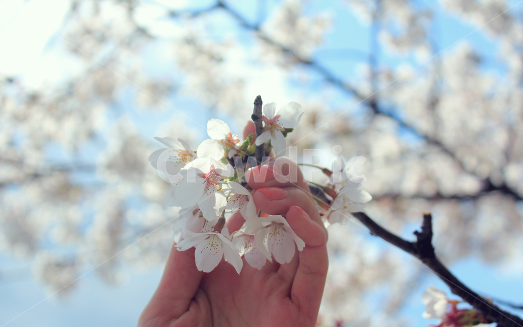 벚꽃,봄,꽃,나무,blossom,flower,plant,식물,봄,계절,spring,season,꽃,flower