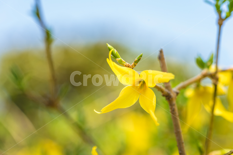 봄,꽃,개나리,자연,풍경,spring,flower,nature,beauty,봄,계절,spring,season,식물,자연,plants,nature,꽃,flower,plant