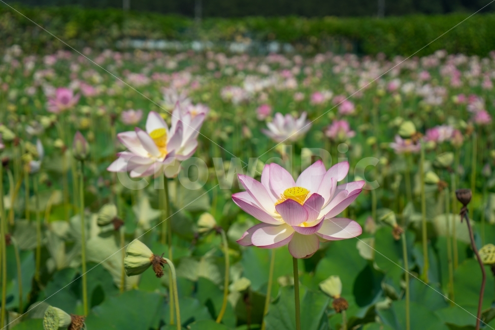 연꽃,꽃,식물,자연,함안연꽃테마파크,스냅,식물,자연,plants,nature,꽃,flower