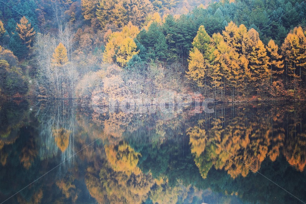 단풍,가을,가을호수,가을단풍,단풍반영사진,호수,가을,계절,fall,autumn,season,자연,풍경,nature,landscape