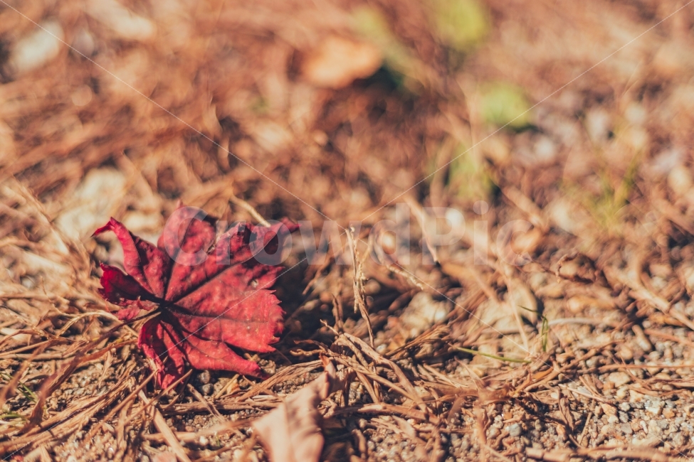 가을,감성,단풍,단풍잎,단풍나무,가을,계절,fall,autumn,season,식물,자연,plants,nature,감성,sensible,feeling,plant,leaf,잎,ground,바닥