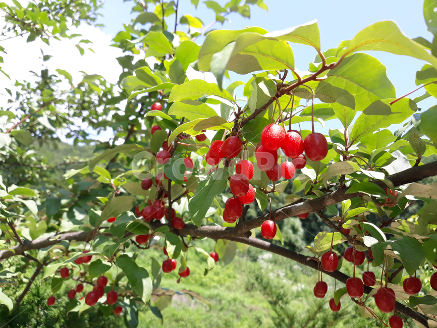 branch,bush,cherry,closeup,열매,과일,식물,나무,정원,그린,녹색,잎,나뭇잎,잎사귀,자연,elaeagnus,elaeagnusumbellata,fresh,fruit,fruits,garden,green,leaf,natural,nature,oleaster,oliveberries,plant,ripe,가지,나뭇가지,보리수,보리수나무,잘익은,익은,shrub,tree,umbellata,레드,빨강,빨강색,red