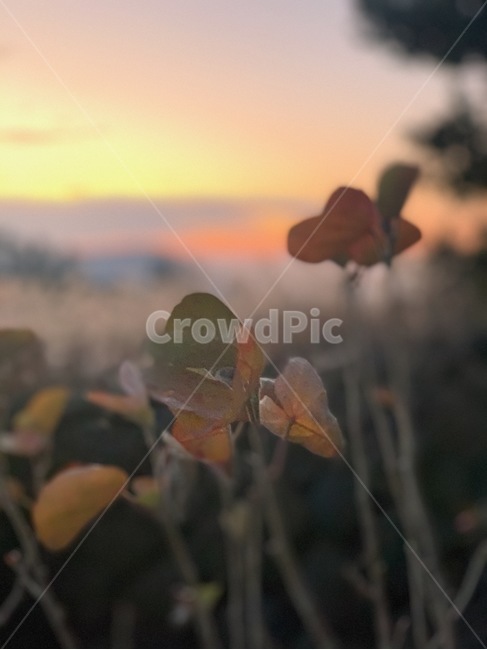 light,빛,flare,플레어,꽃,flower