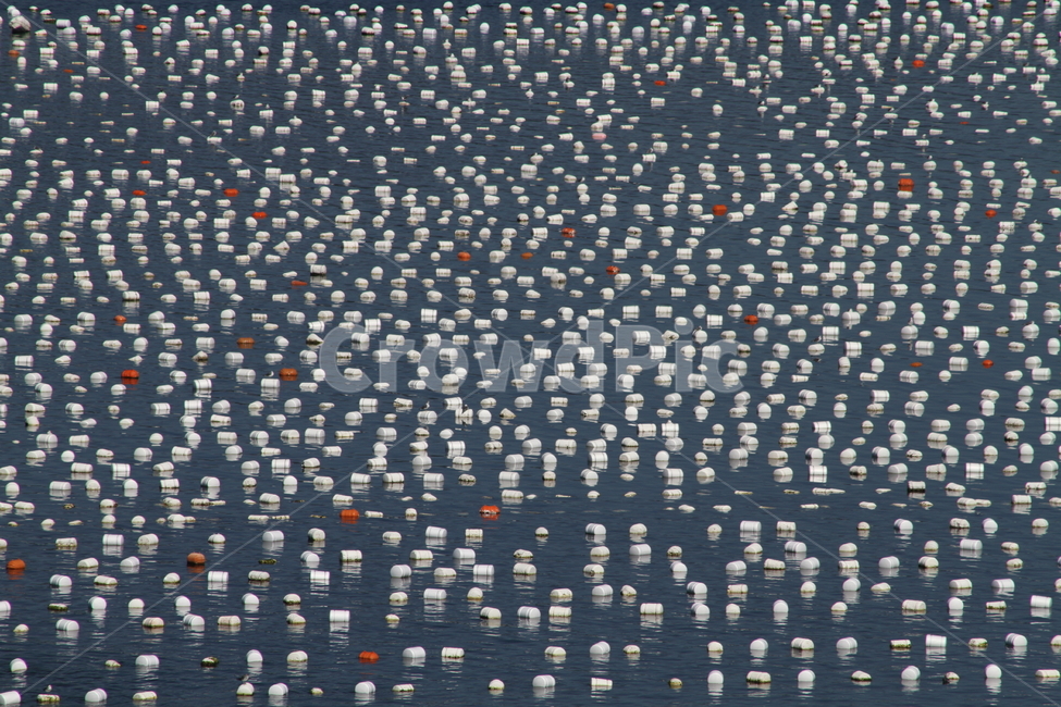 바다,양식,수산물,부표,sea,양식장,남해바다,산업,industry,industrial,어업,fishery,fishing industry