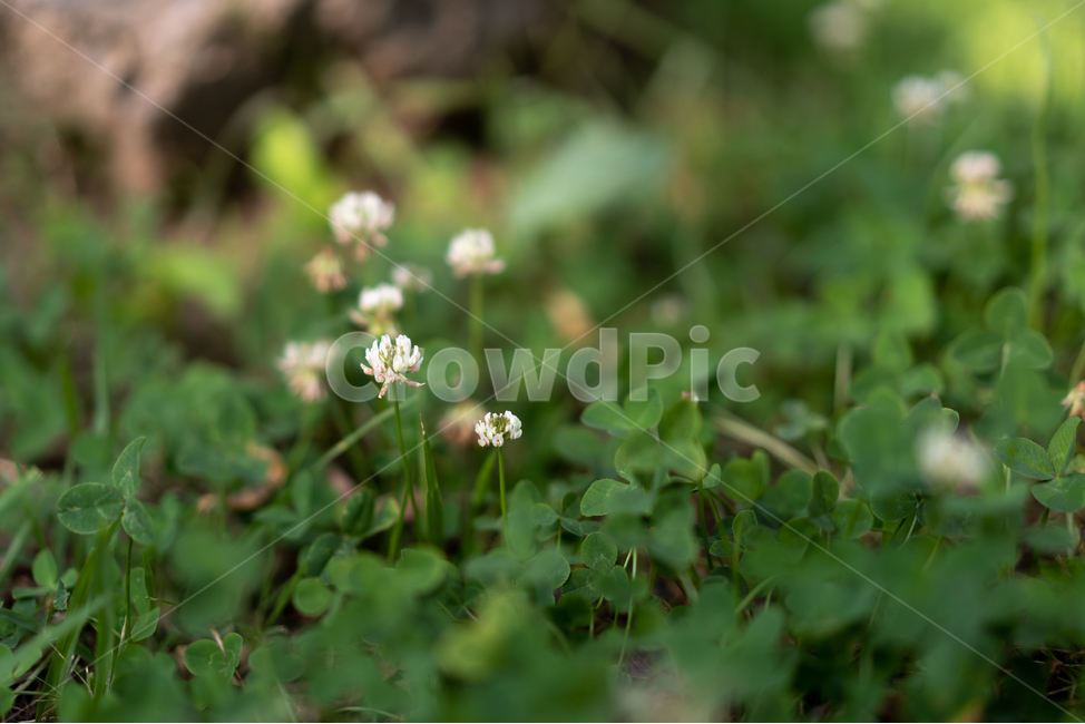 클로버,토끼풀,꽃,clover,잡초,흙,바닥,네잎클로버,행운,행복,동심,공원,식물,자연,plants,nature,꽃,flower