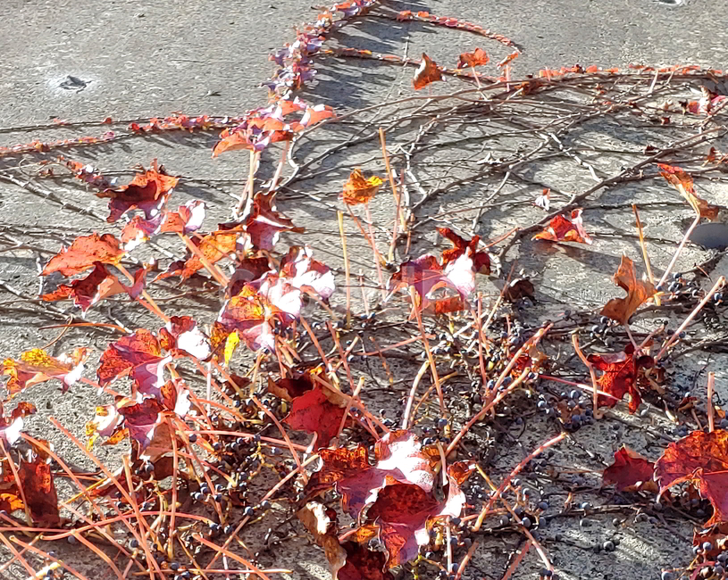 가을,담쟁이,넝쿨,식물,나무,가을,계절,fall,autumn,season,식물,자연,plants,nature,leaf,잎,plant,tree,maple,단풍