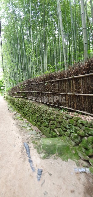죽나무,대나무,푸르른숲,돌담길,대나무돌담길,bamboo,plant
