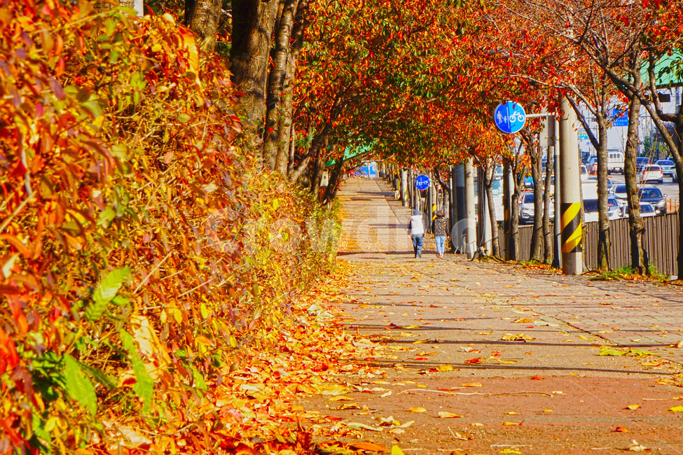 낙엽,통로,식물,나무,단풍,가을,계절,fall,autumn,season