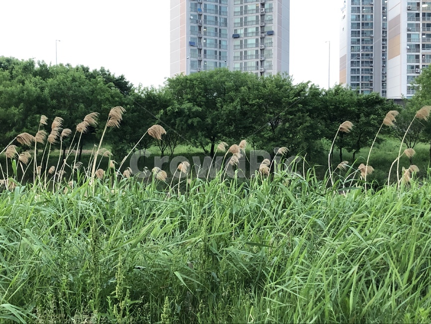 갈대,가을,봄,초록색,숲,forest