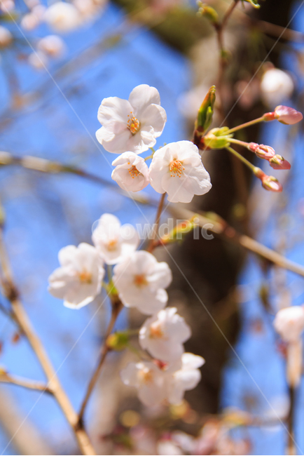 벚꽃,봄,봄꽃,꽃,아름다운,식물,체리블라썸,사쿠라,꽃잎,나무,나뭇가지,벚나무,분홍색,핑크,개화,만개,벚꽃축제,봄,계절,spring,season,식물,자연,plants,nature,꽃,flower,plant