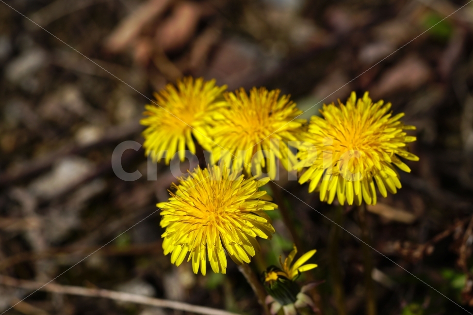 봄,꽃,자연,식물,spring,flower,nature,plants,민들레,이파리,꽃봉오리,접사,macro,클로즈업,closeup,tree,숲,숲속,산림,삼림,조경,봄꽃,감성,힐링,풍경,landscape,식물,자연,plants,nature,꽃,flower
