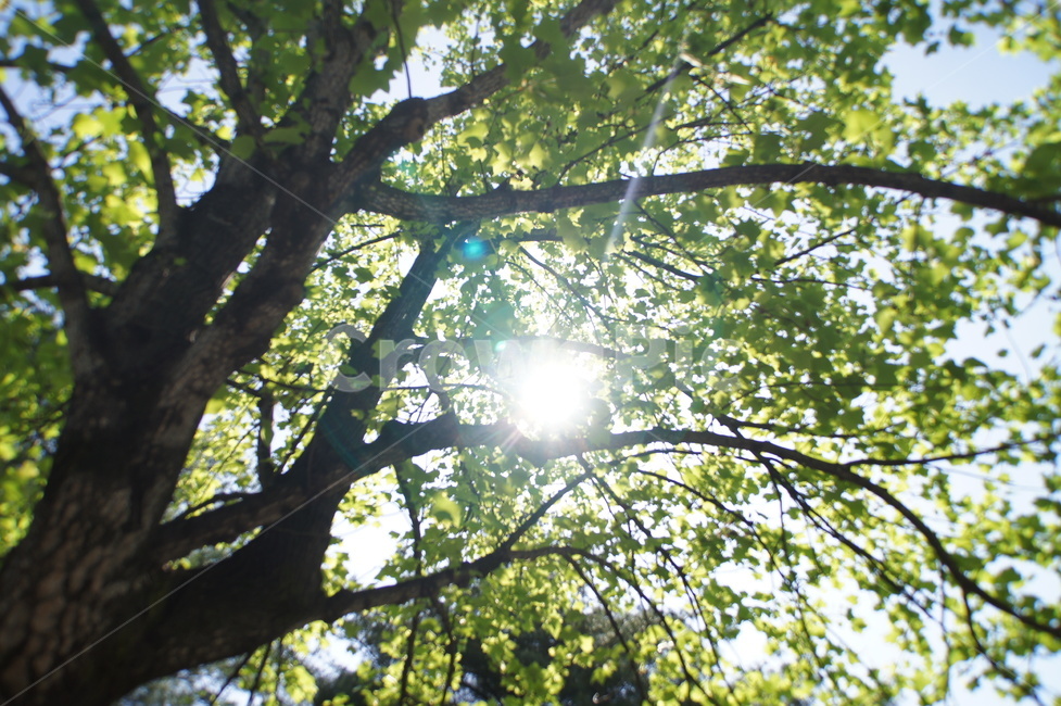 나무,햇살,햇빝,플레어,빛,태양,해,봄,여름,줄기,나뭇잎,flare,light,sunlight,sun,tree,summer,spring,식물,자연,plants,nature,나무,trees,wood