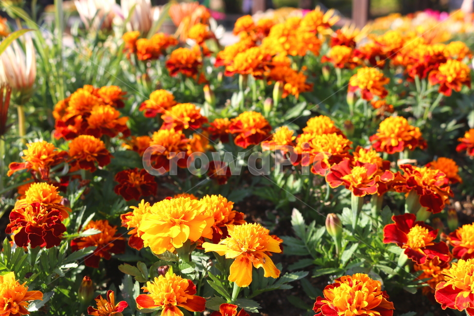 메리골드,메리골드꽃,꽃,식물,국화과,관상용,원예,식물,자연,plants,nature,꽃,flower