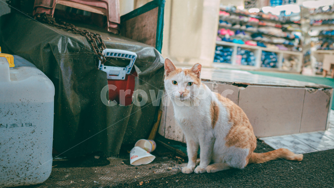 필름사진,필름룩,감성사진,고양이,길고양이,길냥이,골목길,동물,animal,포유류,mammal,catkitten,kitty,mood,cute,cat,pet,colorful,동물,animal,포유류,mammal,고양이,cat,kitten,kitty