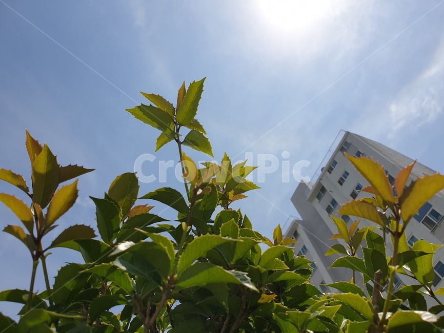 leaf,plant,잎,식물,하늘,light,빛,플레어,햇빛,sunlight,flare,가을하늘,맑은하늘,푸르른하늘,높은하늘