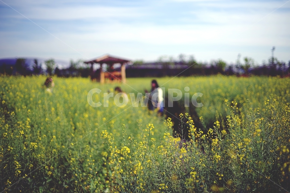 꽃,유채꽃,노란색,yellow,flower,꽃밭,유채꽃밭,여름,자연,하늘,nature,summer,도시,city,아름다움,감성,감성사진,소풍,나들이,자연,풍경,nature,landscape,식물,plants,꽃,flower,사람들,대중,군중,other people,crowd,grassland,목초지,outdoors,옥외,field,들,farm,농장,rural,농촌,meadow