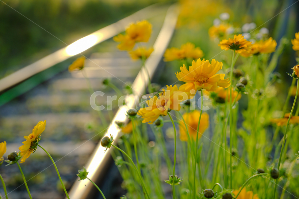 꽃,철길,야생화,저녁빛,레일,자연,들꽃,식물,자연,plants,nature,꽃,flower