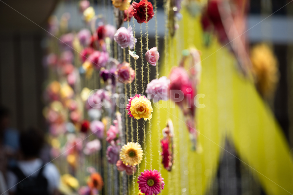 햇살,꽃,sunshine,flowers,아련,꽃,flower