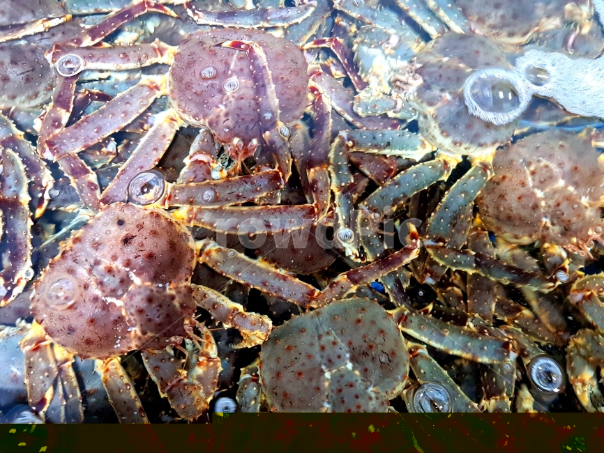 킹크랩,게,대게,수중,수족관,싱싱한,살아있는,신선한,비싼,붉은,위협적인,가시,집게,거품,물거품,바다,생물,배경,오브젝트,딱딱한,갑각류,음식,식재료,요리,food,cook,meal,dishes,food reserves,수산물,해산물,fishery products,seafood