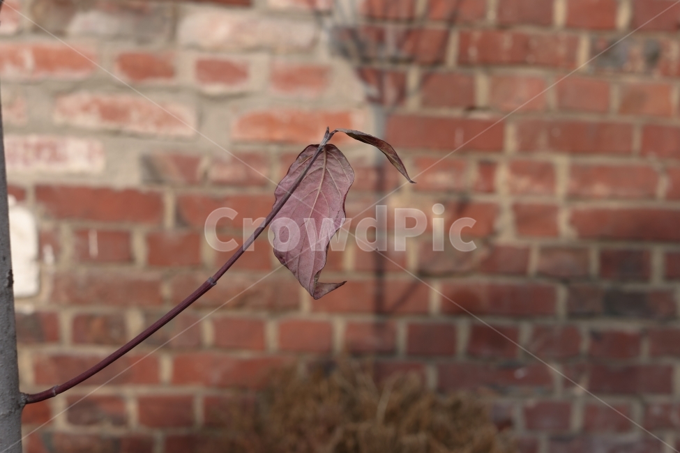 겨울,추위,고독,쓸쓸함,버텨내기,실외,식물,겨울,계절,winter,season,식물,자연,plants,nature