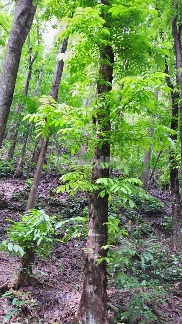 나무,세부,거리,숲,나무들