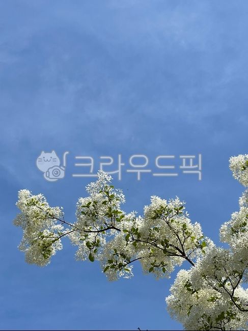 sky,spring,pop tree,nature,tree,flower tree,flower