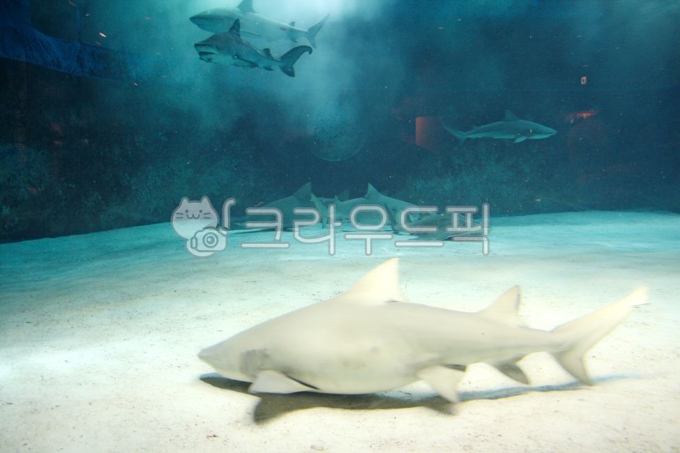수족관,아쿠아리움,상어,해양생물,바다