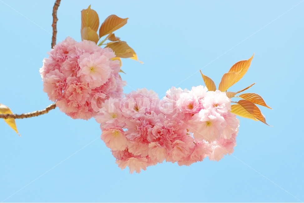 겹벚꽃,완산꽃동산,꽃,봄,분홍,봄,계절,spring,season,식물,자연,plants,nature,꽃,flower,plant,blossom