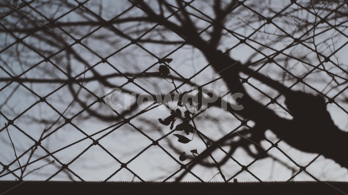 evening scenery,iron cage,winter landscape,winter tree,branch