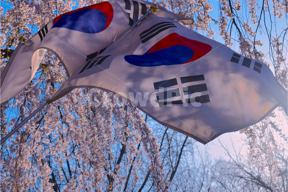 태극기,벚꽃,현충원,봄,대한민국,국기,한국