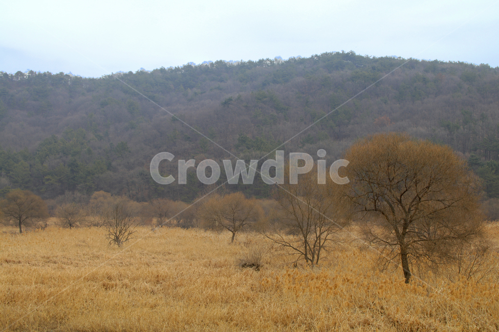 산,숲,나무,하늘,갈대,억새,초원,가을,풀,가을,계절,fall,autumn,season,자연,풍경,nature,landscape,outdoors,옥외,field,들,grassland,목초지,savanna,대초원