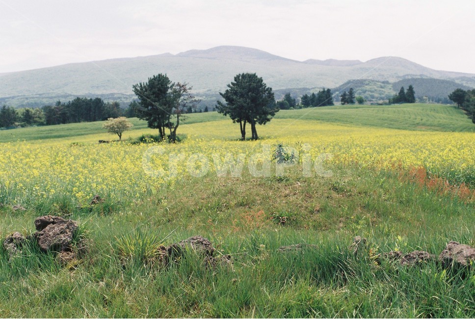 필름사진,제주,유채꽃,소나무,무덤,자연풍경,제주여행,자연,자연,풍경,nature,landscape,한국자연풍경,한국자연경관,korea nature landscape,제주도,jeju,jeju island,식물,plants,꽃,flower,outdoors,옥외,grassland,목초지,field,들