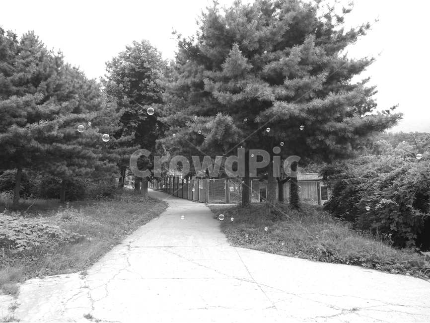 비누방울,공원,흑백사진,풍경사진,풍경,자연,풍경,nature,landscape,흑백,모노톤,monochrome,black and white,tree,나무,plant,식물,fir,전나무