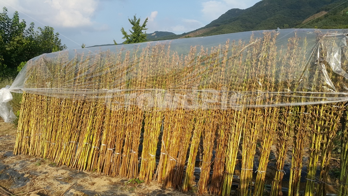 들깨,참깨,깨,농업,농사,농작물,식물,plant,가을,노랑
