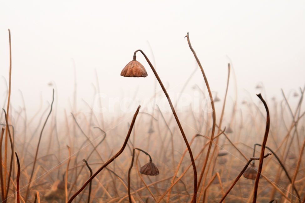 plant,식물,겨울,연밥,줄기,안개,식물,자연,plants,nature