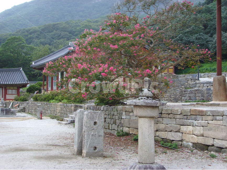 선운사,산사,고찰,목백일홍,배롱나무,여름,한국전통,한국문화,korean traditional,korean culture,종교,신앙,religion,belief,faith,건축물,건물외관,exterior,building,structure,architecture,construction