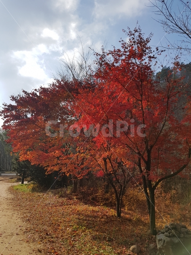 가을,단풍,단풍나무,하늘,여행,강원도,날씨,맑음,감성,가을,계절,fall,autumn,season,자연,풍경,nature,landscape,한국자연풍경,한국자연경관,korea nature landscape,식물,plants,나무,trees,wood,plant,tree,maple,leaf,잎
