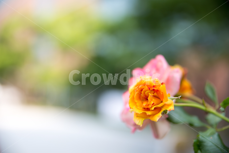 여름장미,장미,장미꽃,꽃,장미배경,꽃배경,배경,식물,자연,plants,nature,꽃,flower