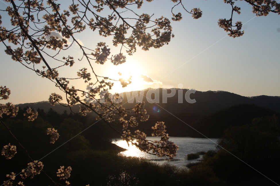 자연,풍경,봄,꽃,벚꽃,야외,봄,계절,spring,season,식물,자연,plants,nature,꽃,flower,light,빛,flare,플레어
