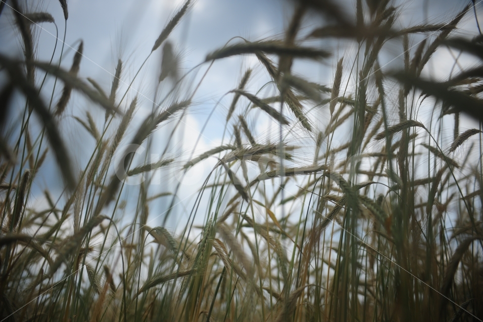 보리,밀,보리밭,밭,자연,추수,가을,밀밭,식물,가을,계절,fall,autumn,season,식물,자연,plants,nature,grass,잔디,plant