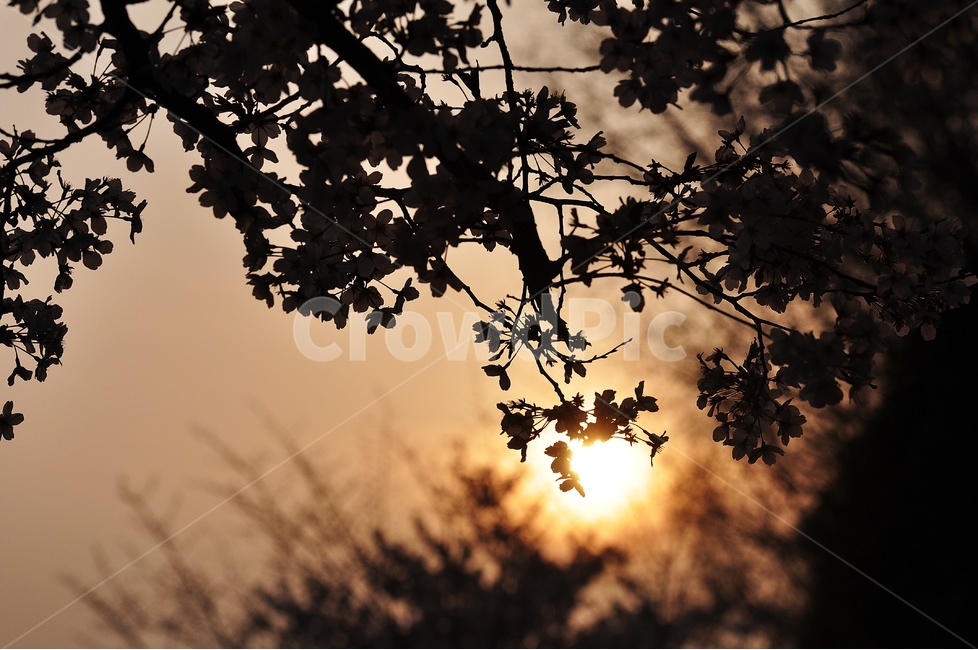 역광,석양,꽃,자연,풍경,식물,자연,plants,nature,실루엣,그림자,silhouette,shadow