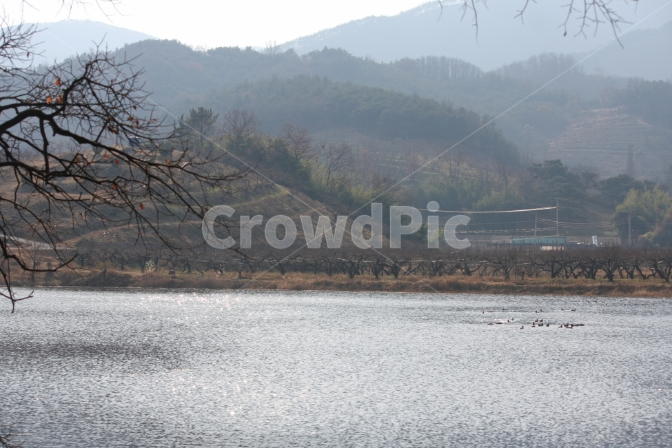 가을,풍경,동물,오리,연못,강변,수변,자연,풍경,nature,landscape,한국자연풍경,한국자연경관,korea nature landscape,outdoors,옥외