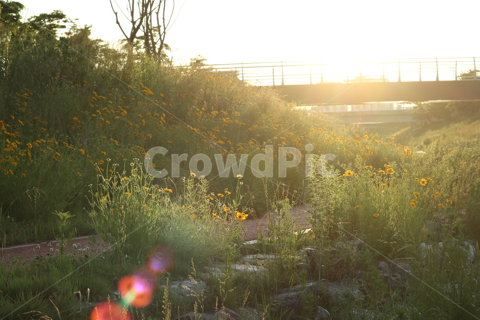 금계국,아침,빛,햇살,봄,풍경,노랑,자연,풍경,nature,landscape,한국자연풍경,한국자연경관,korea nature landscape,휴식,힐링,rest,relaxation,healing,flare,플레어,light,outdoors,옥외