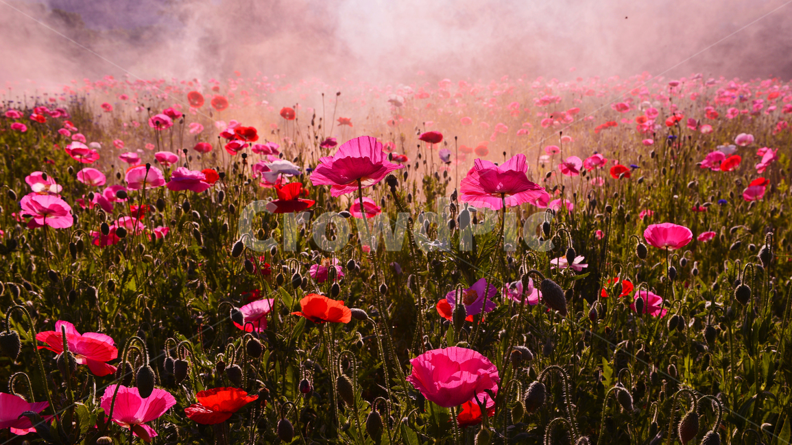 Gwangju Lake,flower poppy,Gwangju Lake Dawn,Gwangju Lake Flower Poppy,Upstream of Gwangju Lake,Gwangju Lake Cloud Sea,Gwangju Lake Morning