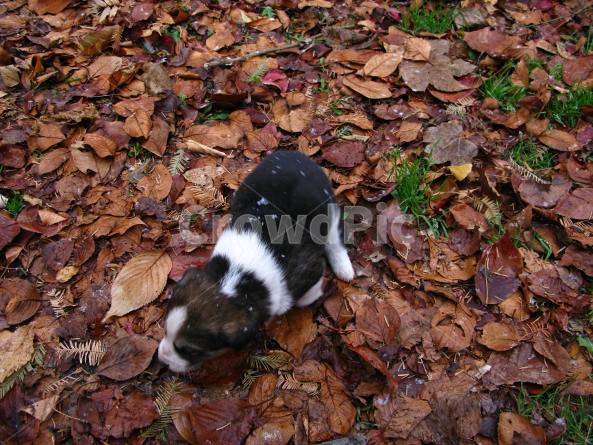 강아지,개,어린,낙엽,가을,동물,animal,포유류,mammal,개,강아지,dog,doggy